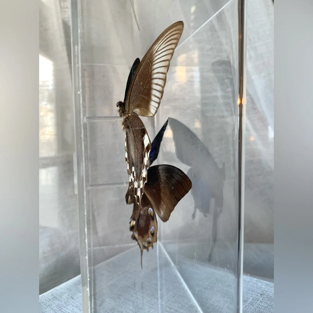 🦋 Vintage Butterfly Display Case - Picture 6 of 7